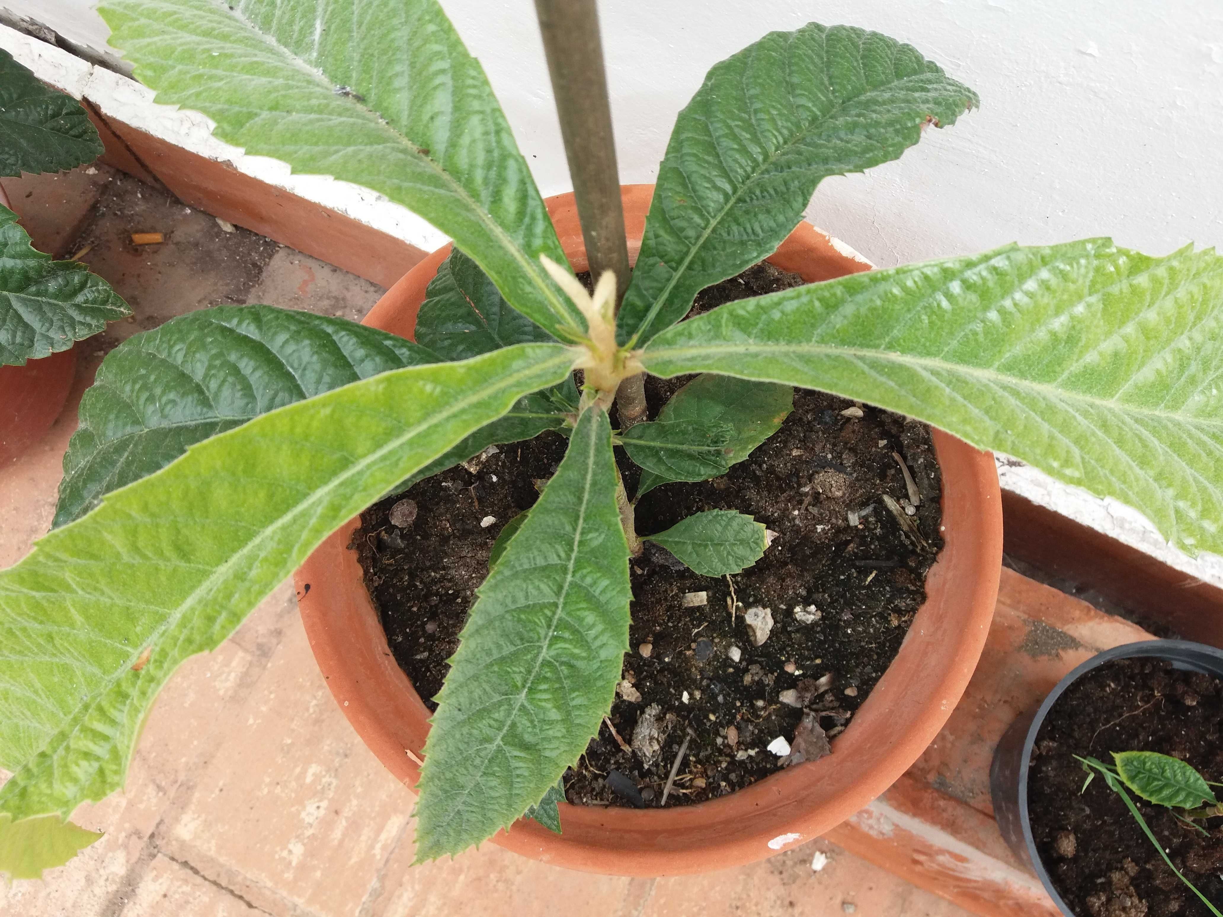Fruta e Compotas