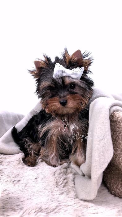 York Yorkshire terrier FCI : GAJA - suczka