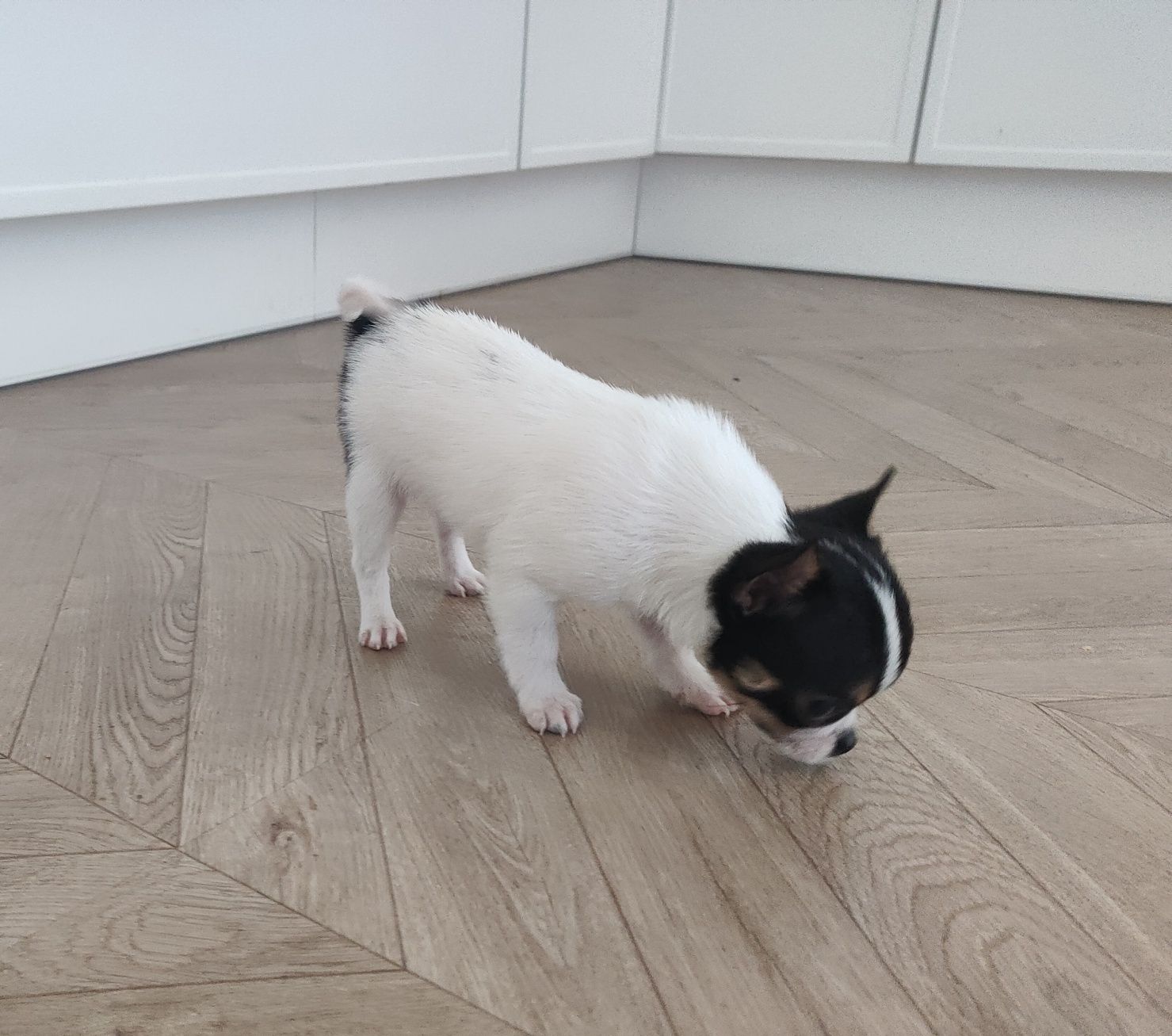 Chihuahua krótkowłosy piesek COCO
