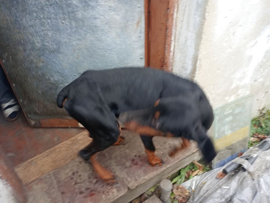 Добермана дівчинку