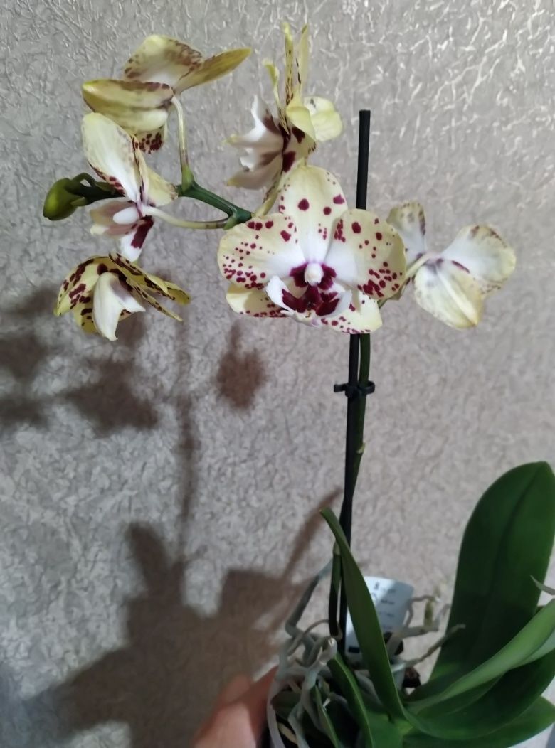 Цветущие орхидеи/ орхидея/ мультифлора