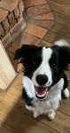 Border Collie ZKwP