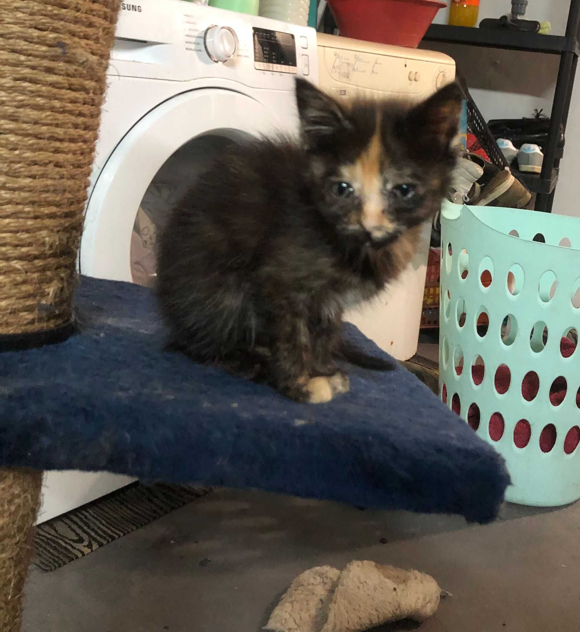 Gatinhos para adoção responsável