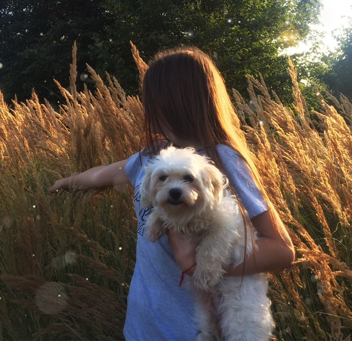 Мальтійська балонка