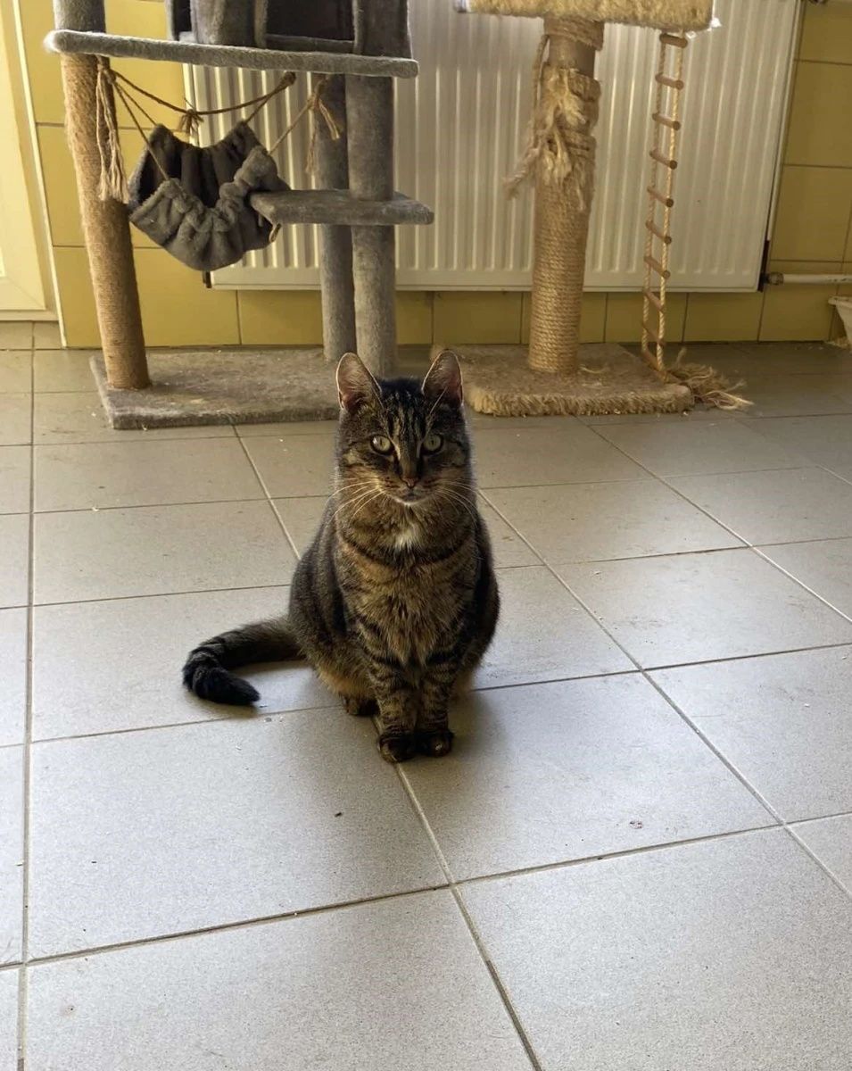 Kotka Mysza do adopcji od 3lat!