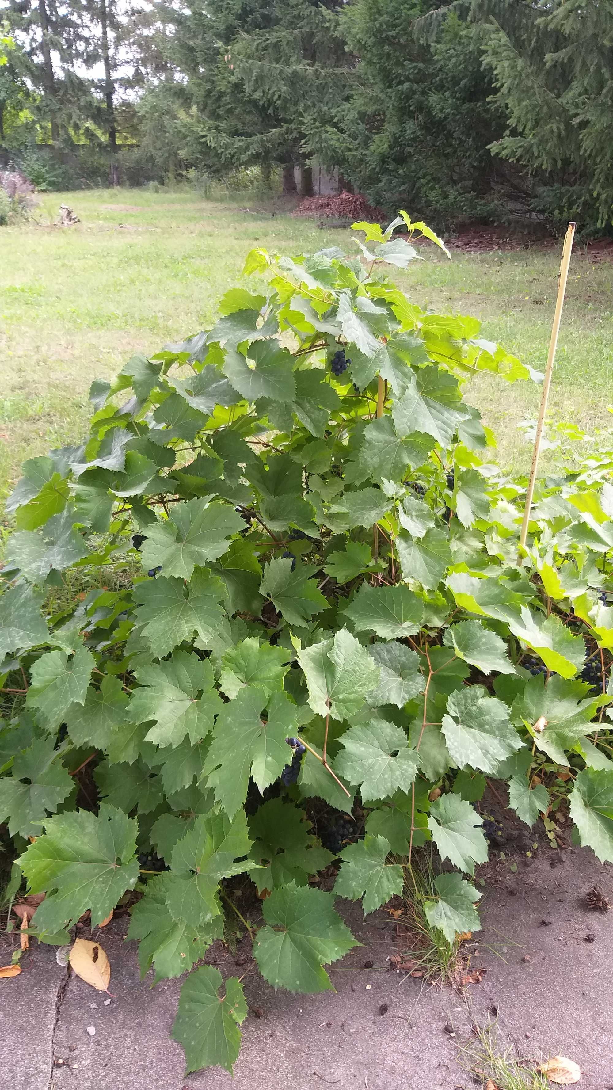 Vitis Vinifera - Winorośl właściwa - ok. 10 lat, ok 1m wysokości