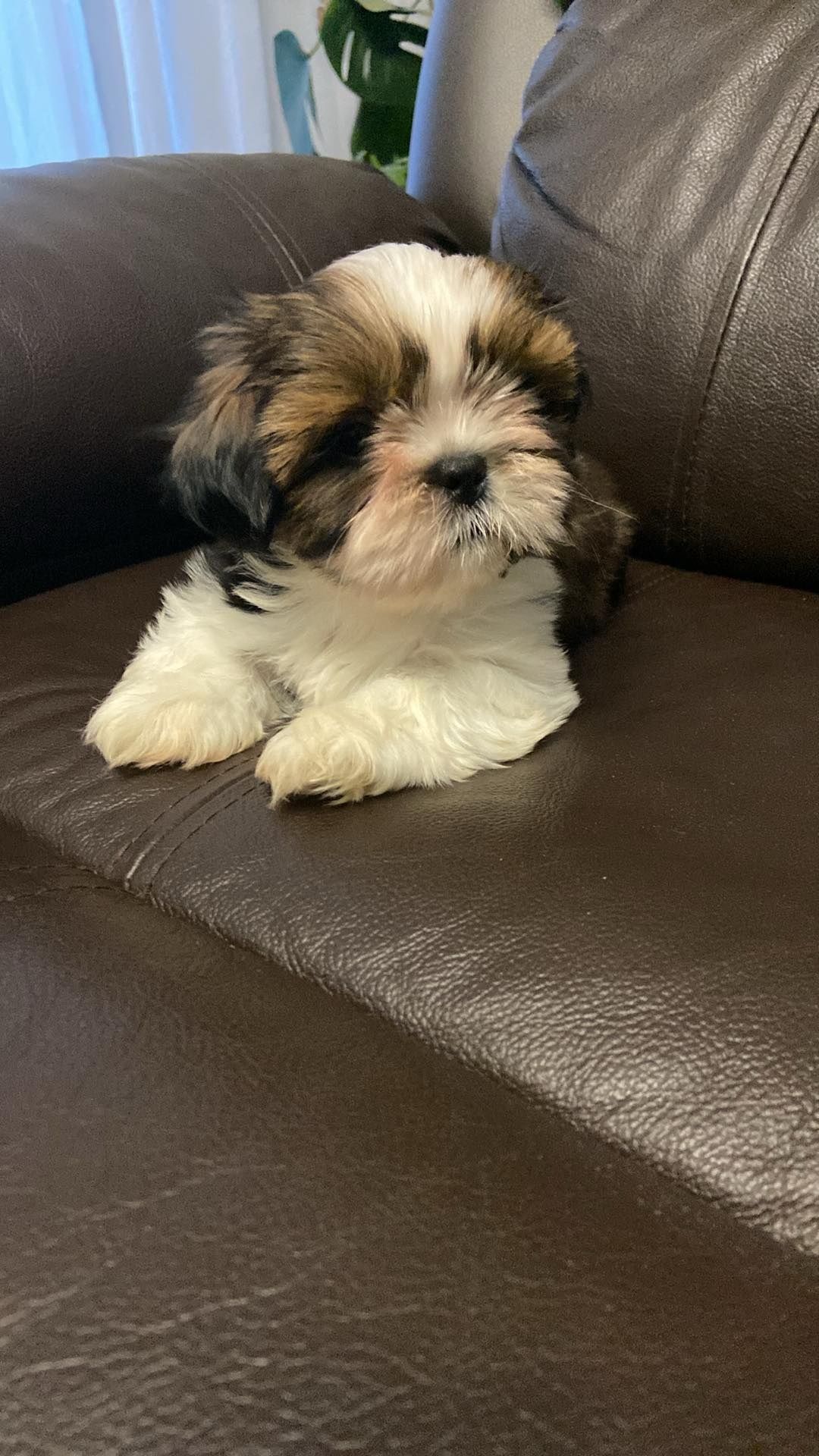 Szczeniaczek Shih-tzu sunia