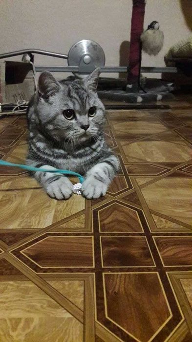 Вязка .Шотландский кот