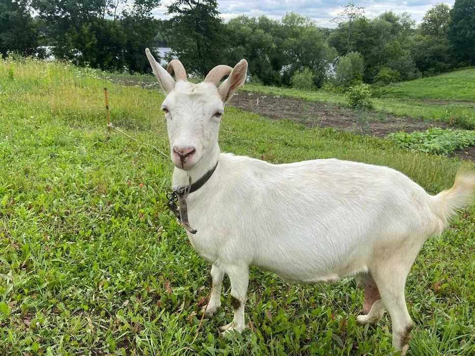 Продам дійну козочку суміш ламанш