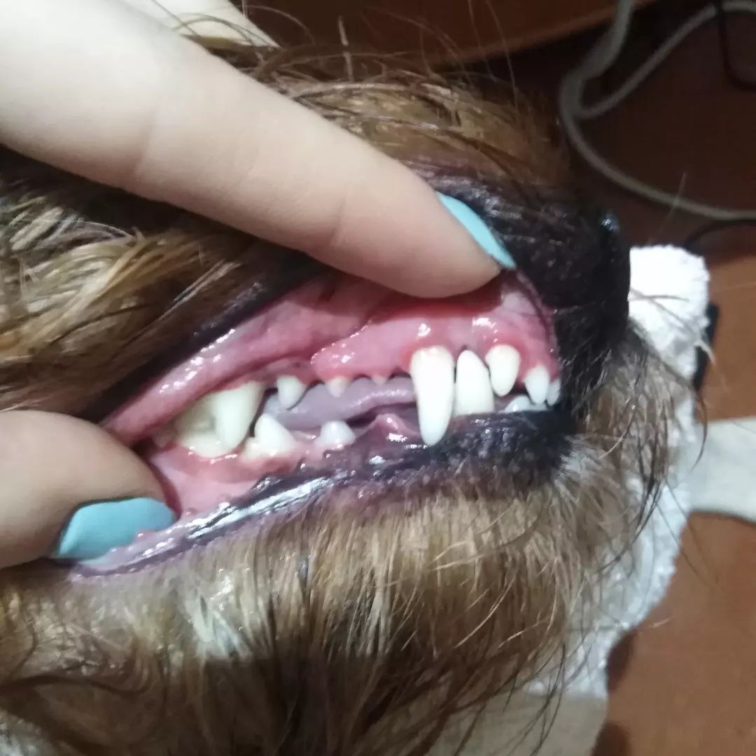 Ультрозвуковая чистка зубов собакам и котам