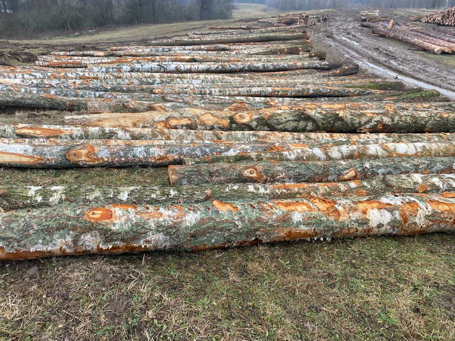 Skupujemy brzozę tartaczną, dłużyce, sklejkową, kłody i inne drewno