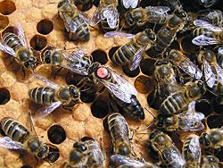 Бджоломатки Карпатка Вучківський тип (еліта F1) пчеломатки пчелы