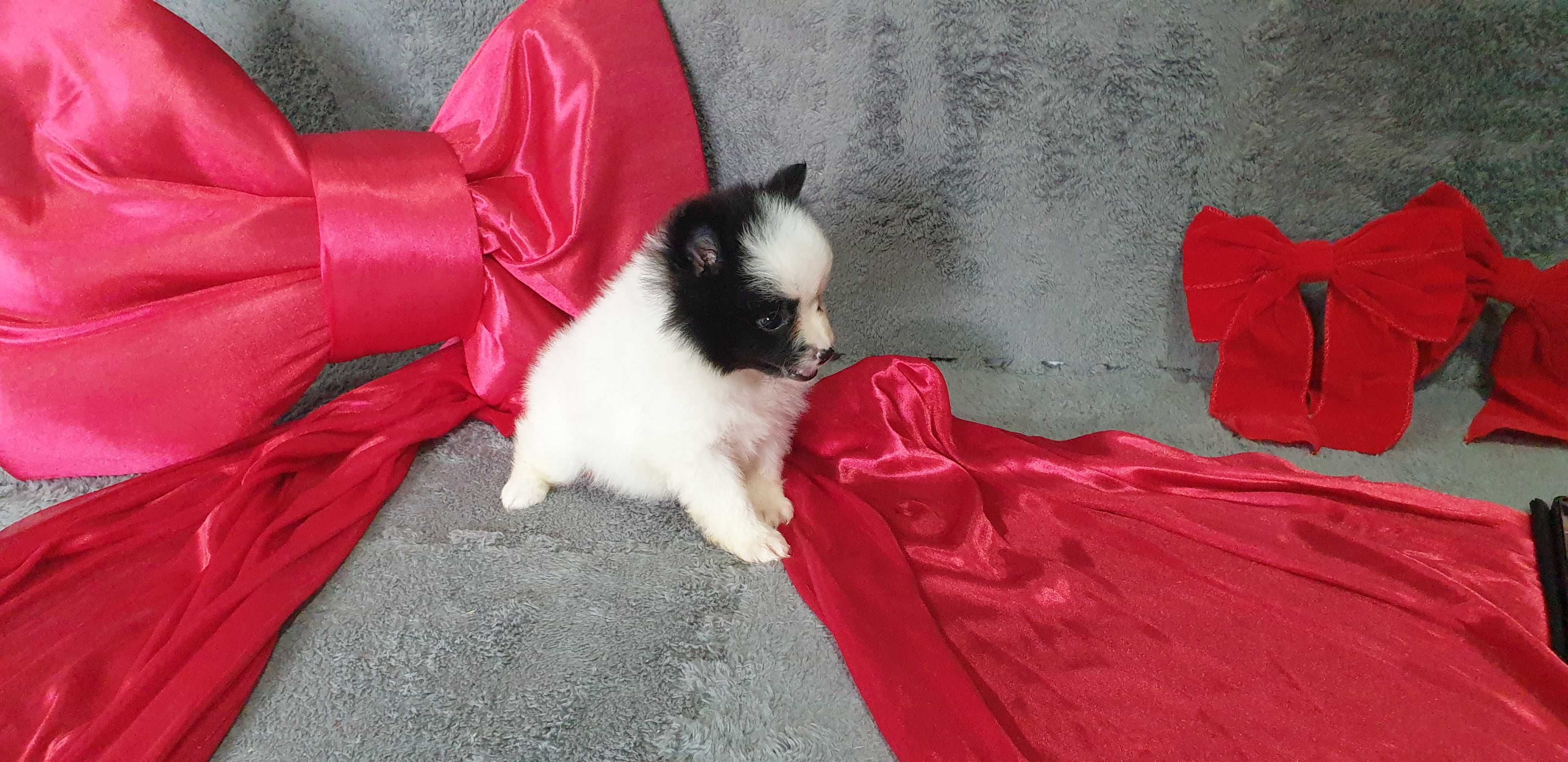 spitz alemão anão/lulu da pomerania
