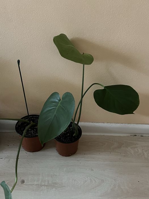 Монстера строманта триколор монстера альба