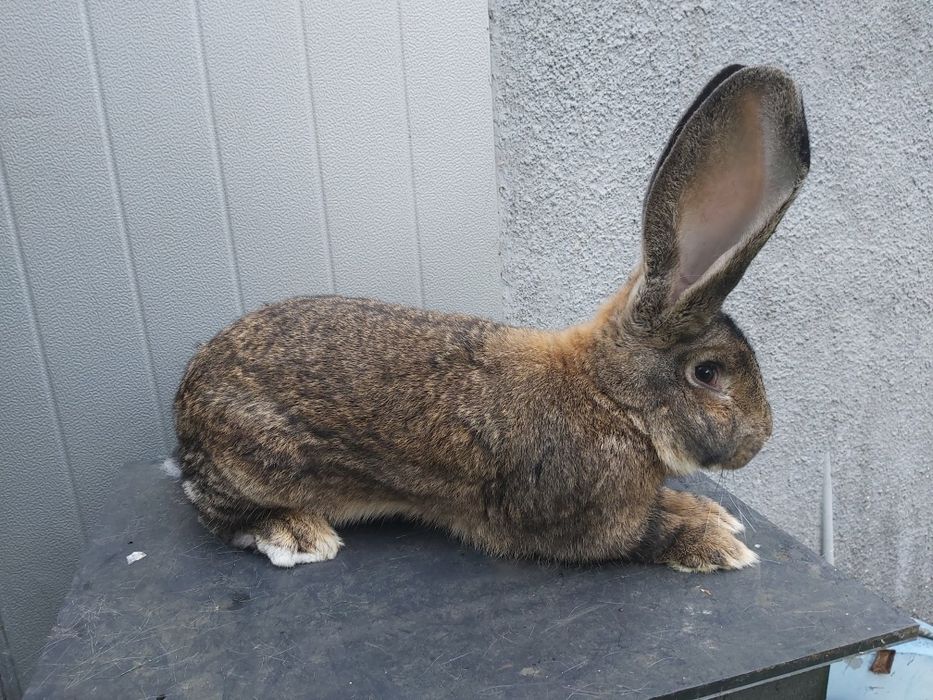 Królik króliki samiec olbrzym belgijski