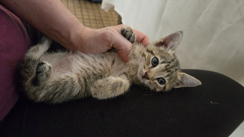 Gatinhos procuram família para a vida