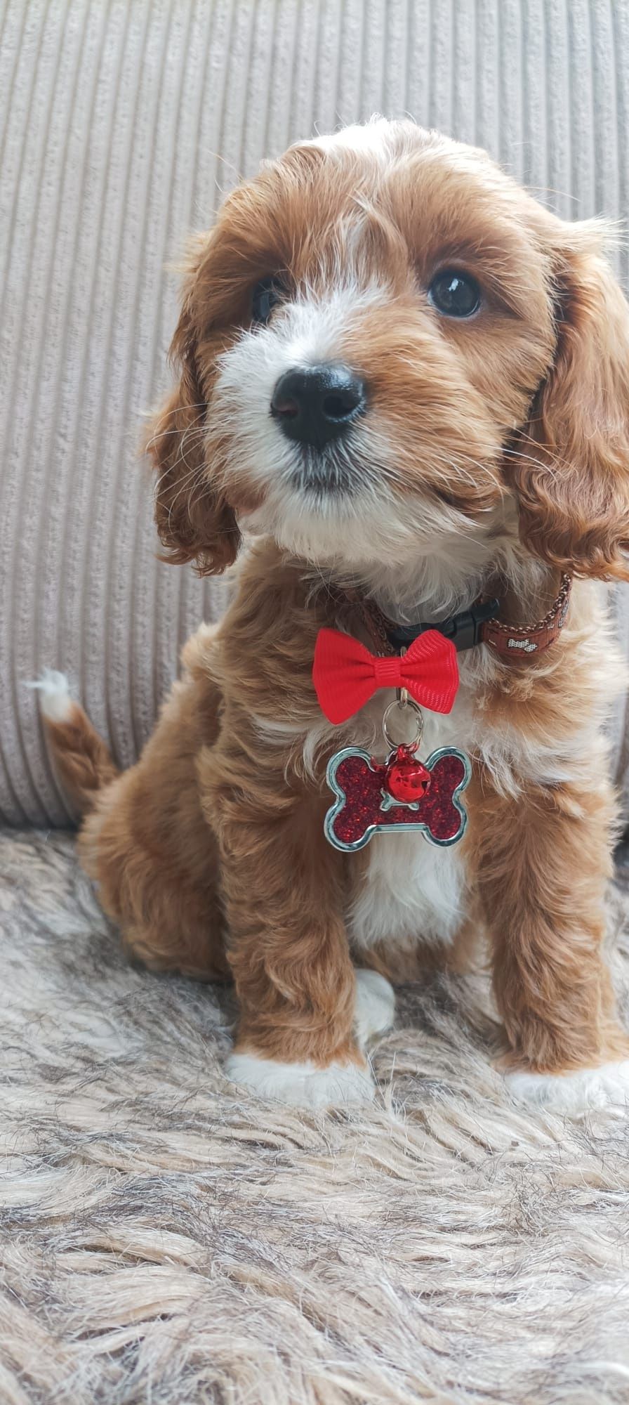 Cavapoo F1B Cavapoo&Pudel Miniaturowy