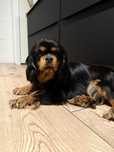 Cavalier suczka black and tan