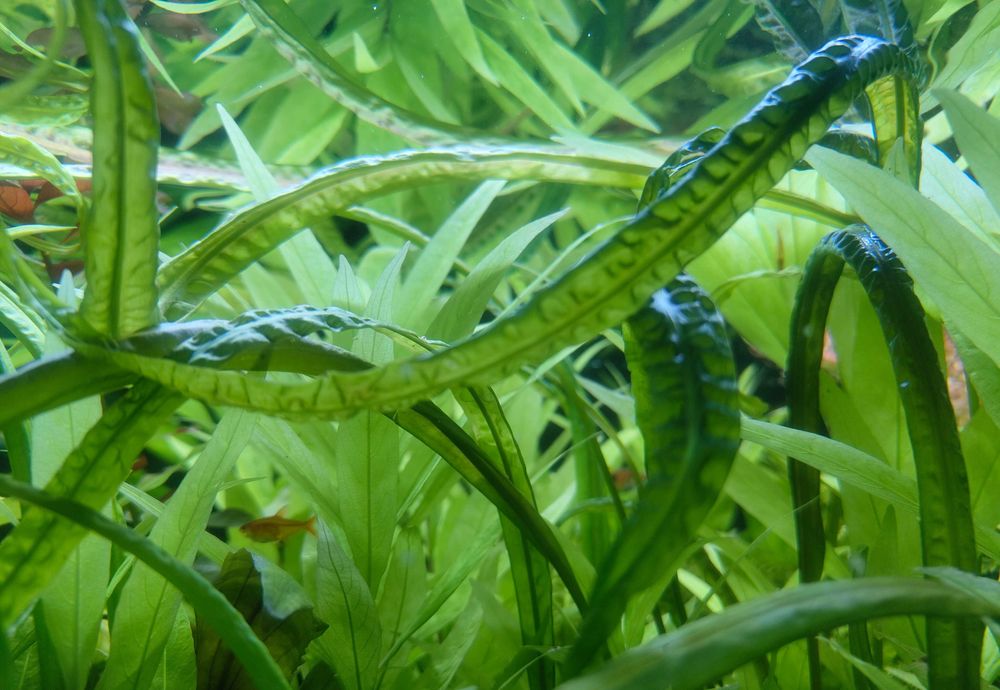 Kryptokoryna - Cryptocoryne Retrospiralis