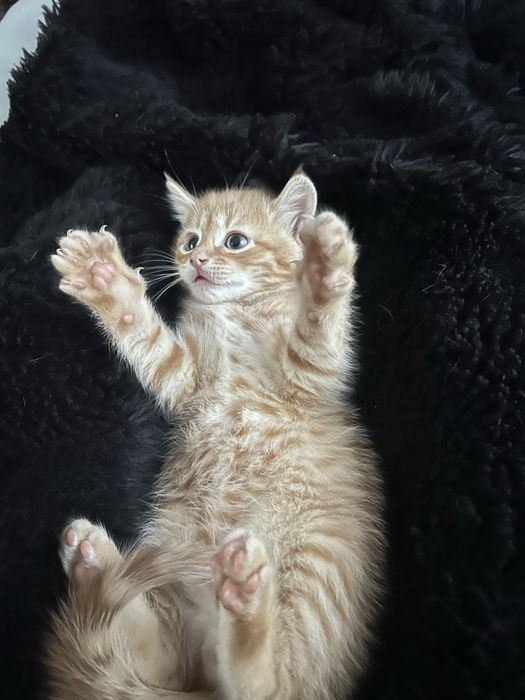 Кошеня ,рижий кіт,котенятко
