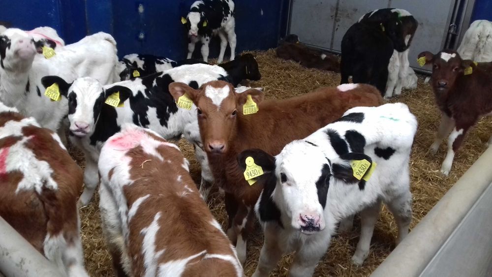 Cielaki MM, MS, SM, byczki, jałówki, jałówki i byczki HF RW, dowóz