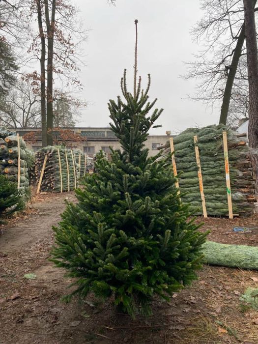 Ялиця нордмана,з Данії. РОЗДРІБ