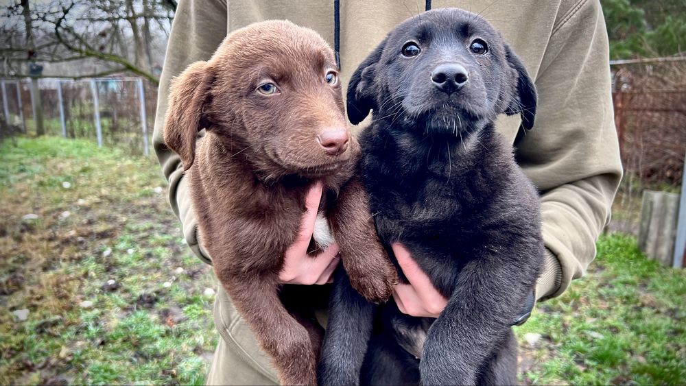 ЩЕНКИ от мамы лабрадора осталось всего ДВА щенка!!!
