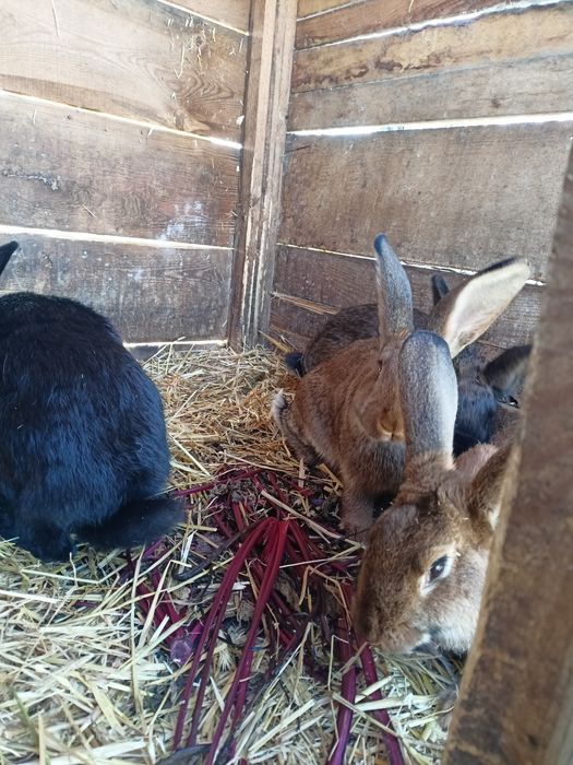 Młode Króliki mieszańce