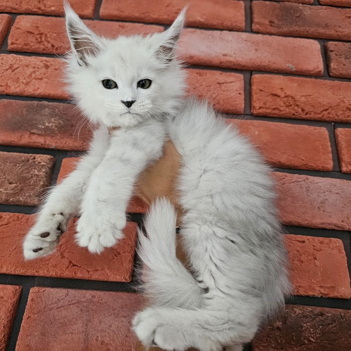 kocurek Maine coon rodowód fpl FIFe do hodowli