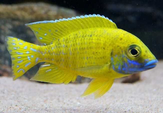 Alunocara baenschi, Pyszczaki,malawi, wysyłka