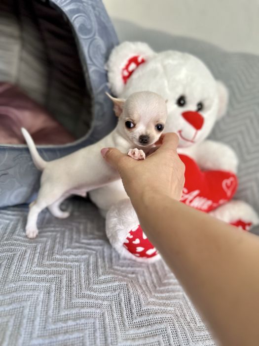 Menina chihuahua super minuatura perfeita