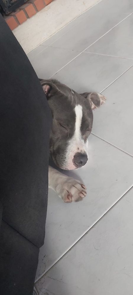 Pitt Bull para adopção Responsavel