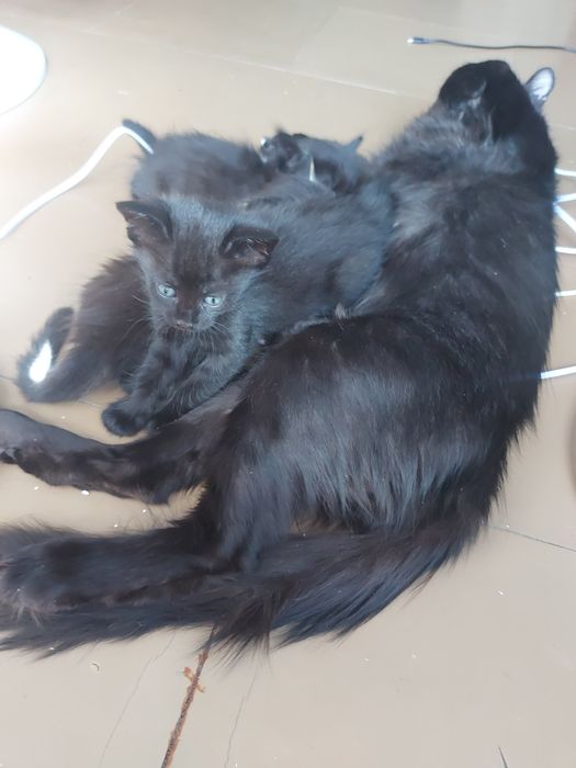 Котики у подарунок