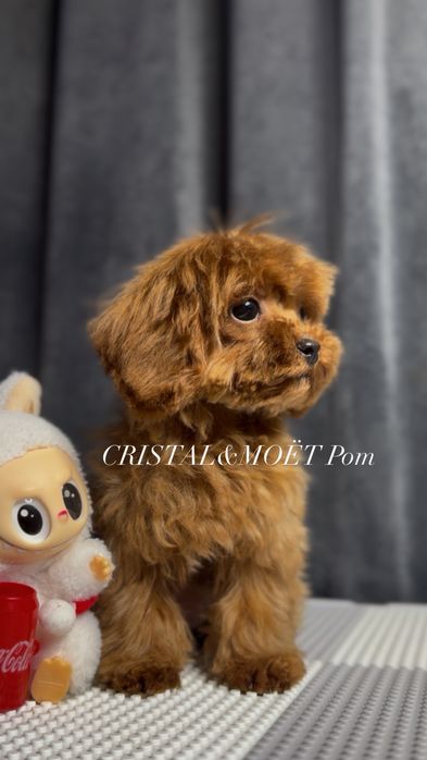 Мальчик Кавапу(мальтипу)Родители Китай.Микро размер.редбраун,бебифейс