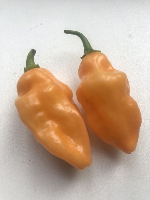 Насіння перцю Habanero Peach