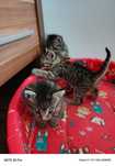 Malutkie kotki do adopcji