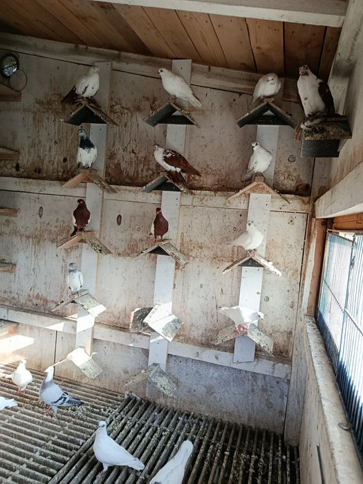 Gołębie ozdobne gołąb