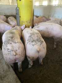Продам свиней 120-130 кг
