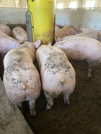 Продам свиней 120-135 кг