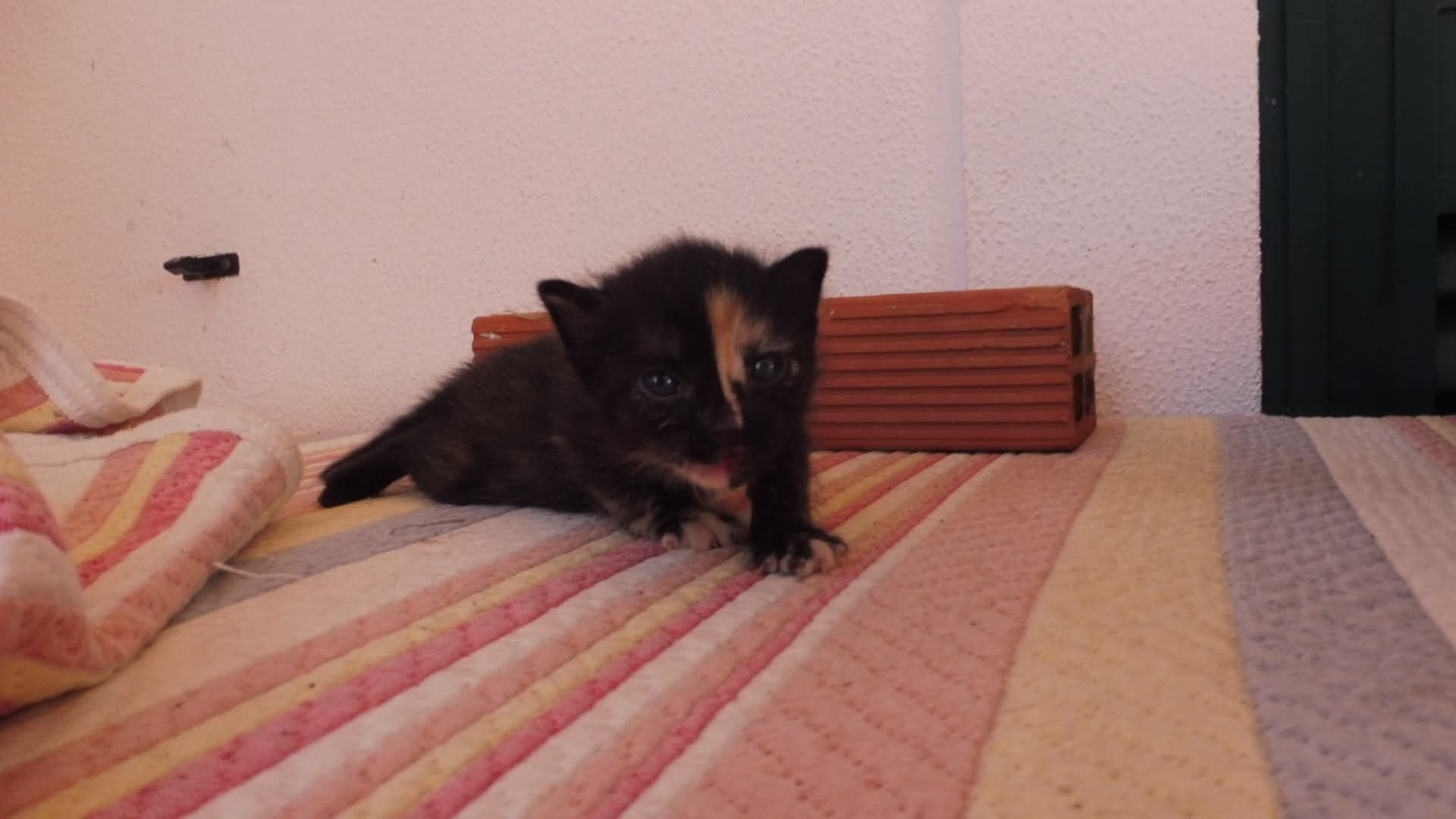 Adoção de gatinhos com 6 semanas
