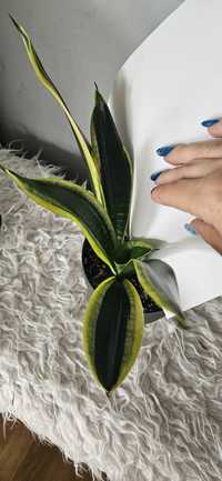 Sansevieria golden flame