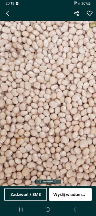 Łubin słodki siano TANGO