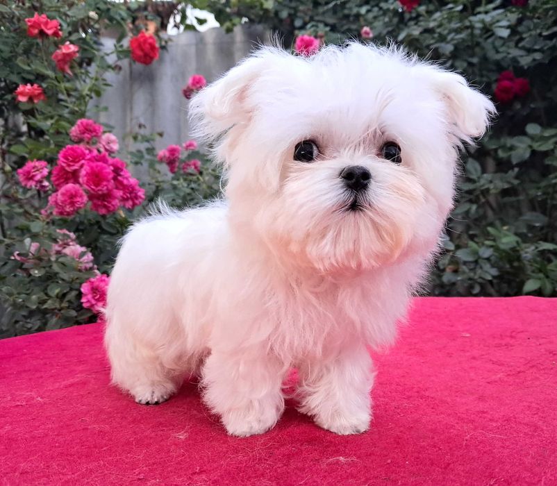 Крохотный мальчик мальтезе в современном корейском типе.