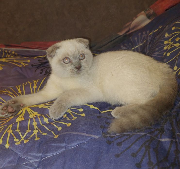 Скоттиш фолд Девочка