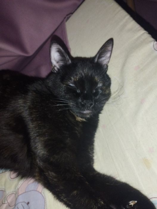 Кішка 2 роки Базя