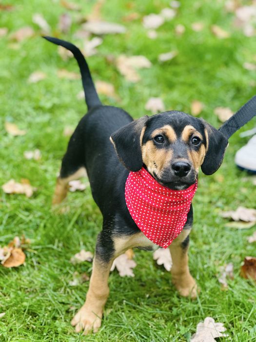 Cudny Fredi szuka domku