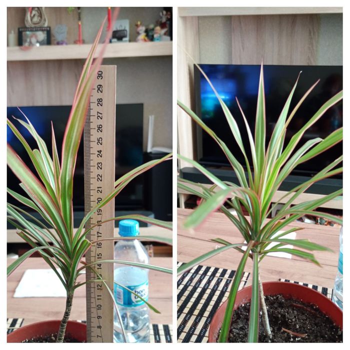 Продам драцены 40 60 80