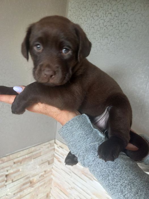 Цуценята лабрадори