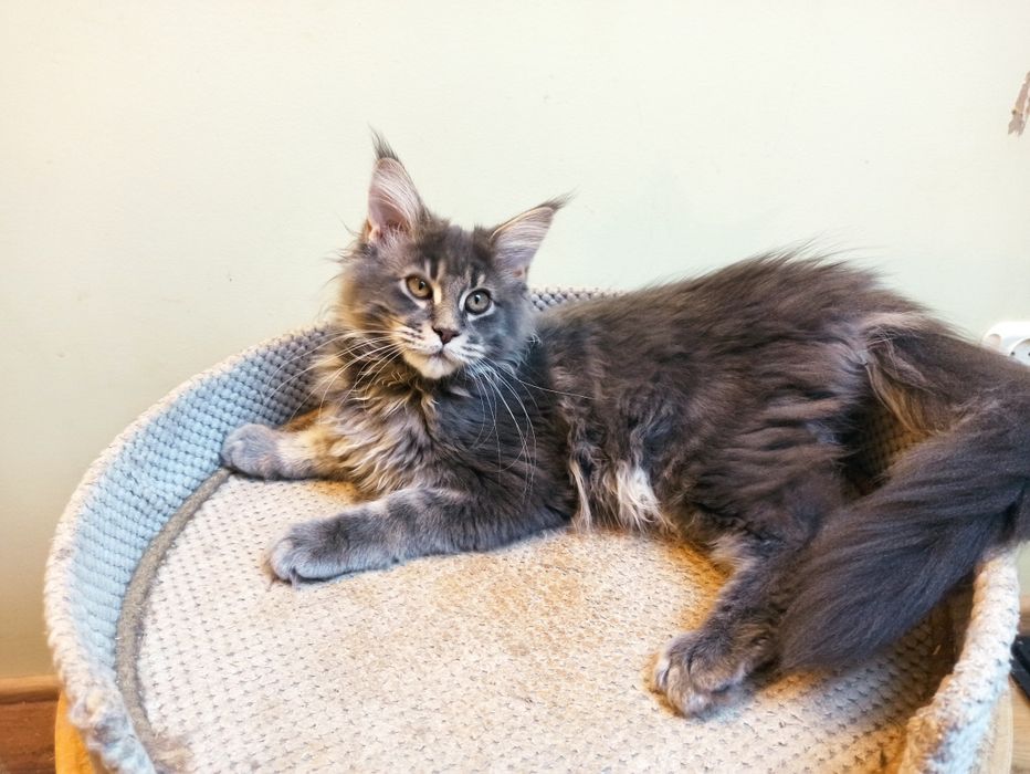 Maine Coon-koteczka niebieska po Championie
