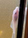 Ancistrus snow white. 3-5 cm
